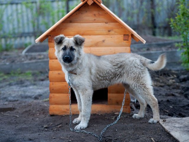 Все о собаках в Кирово-Чепецке Все о собаках в Кирово-Чепецке